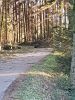 THL (Baum auf Fahrbahn)